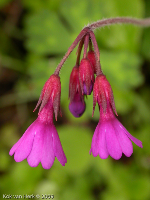 <i>Primula geraniifolia </i>