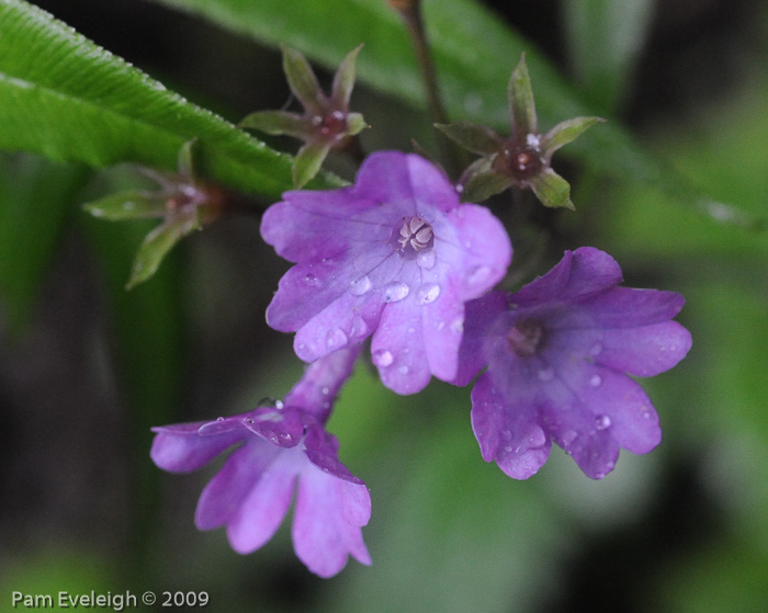 <i>Primula geraniifolia </i>