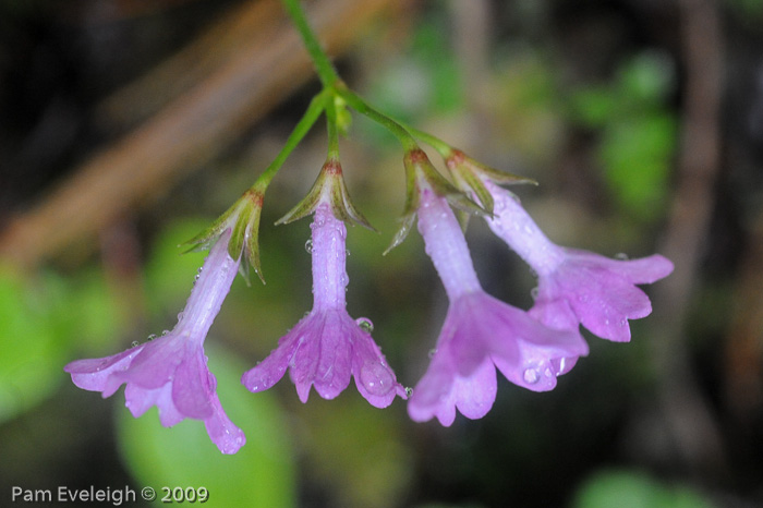 <i>Primula geraniifolia </i>