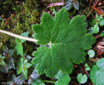 <i>Primula geraniifolia </i>