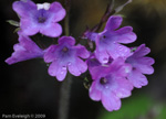 <i>Primula geraniifolia </i>