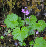 <i>Primula geraniifolia </i>