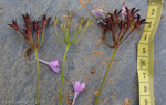 <i>Primula geraniifolia </i>