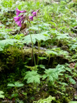 <i>Primula geraniifolia </i>