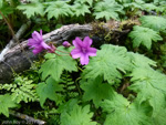 <i>Primula geraniifolia </i>