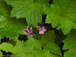 <i>Primula geraniifolia </i>