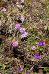 possibly P. pseudoglabra