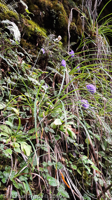 <i>Primula glomerata </i>