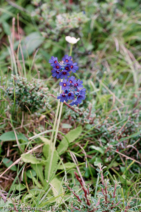 <i>Primula glomerata </i>