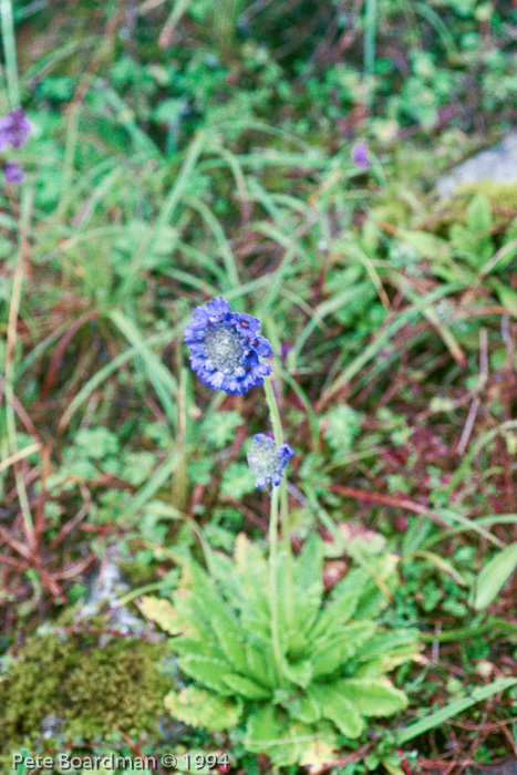 <i>Primula glomerata </i>