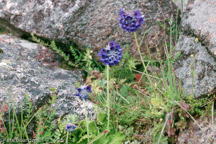 <i>Primula glomerata </i>