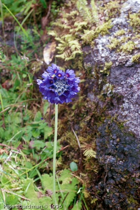 <i>Primula glomerata </i>