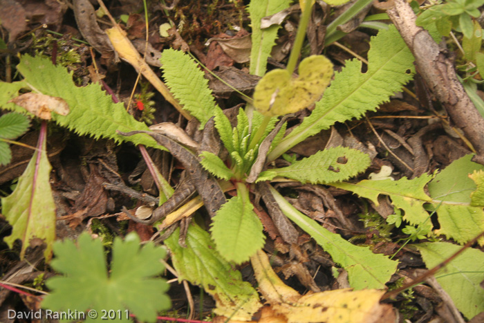 <i>Primula glomerata </i>