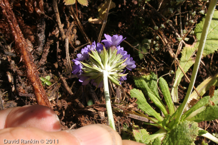 <i>Primula glomerata </i>