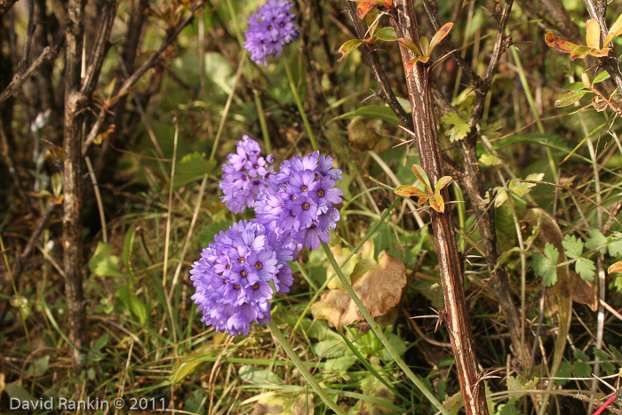 <i>Primula glomerata </i>