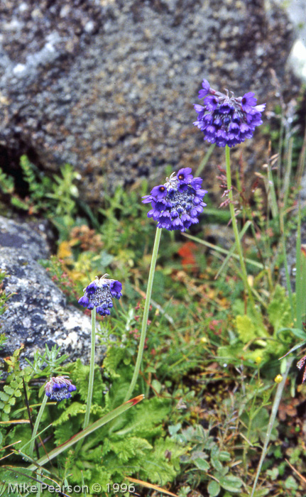 <i>Primula glomerata </i>