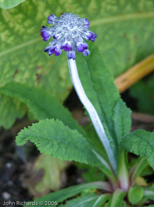 <i>Primula glomerata </i>
