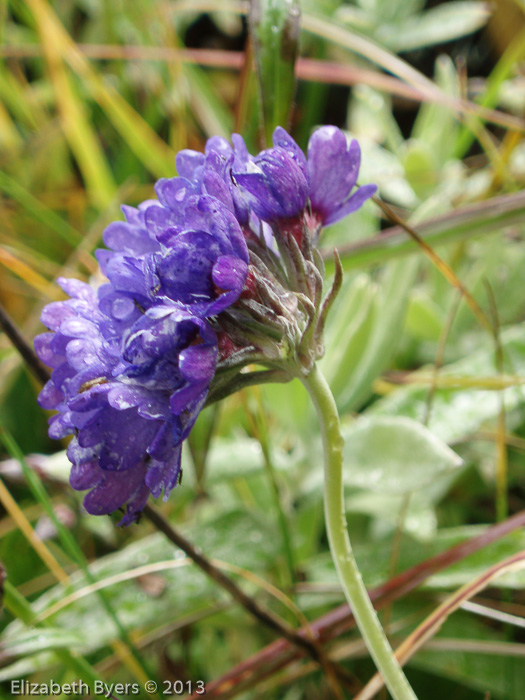 <i>Primula glomerata </i>