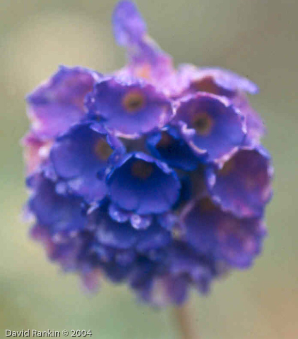 <i>Primula glomerata </i>