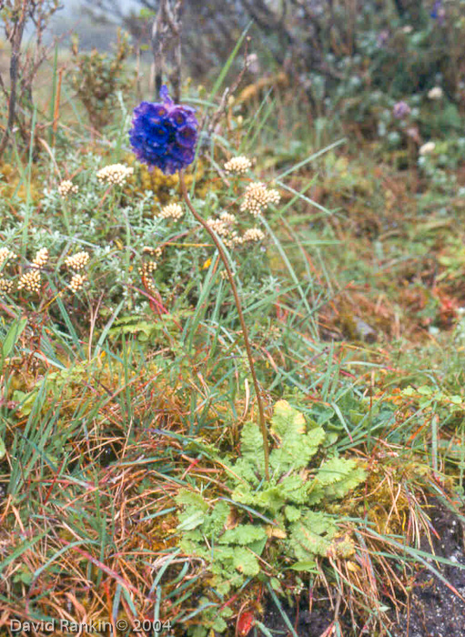 <i>Primula glomerata </i>