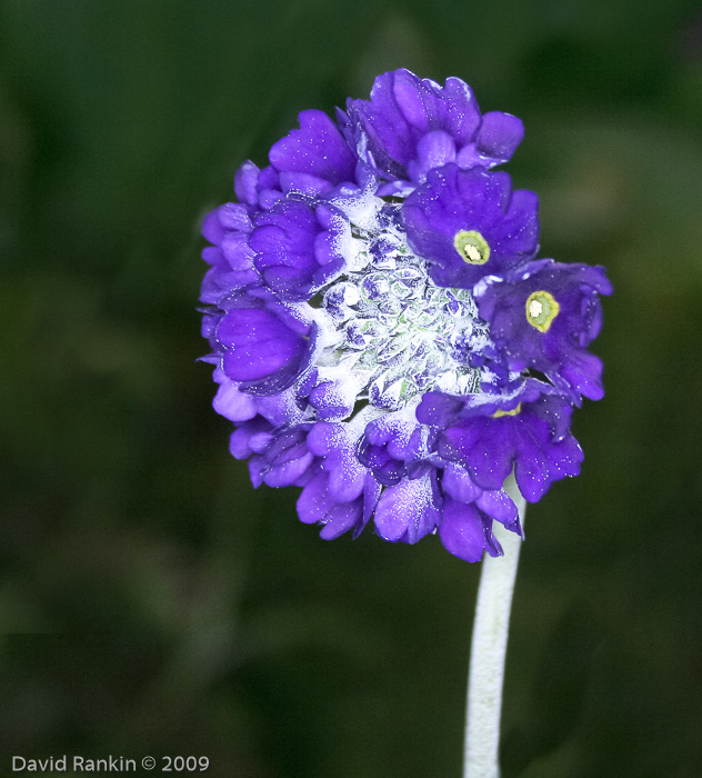 <i>Primula glomerata </i>