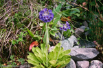 <i>Primula glomerata </i>