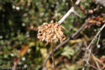 <i>Primula glomerata </i>