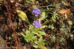 <i>Primula glomerata </i>