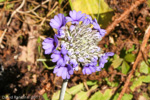 <i>Primula glomerata </i>