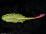 <i>Primula glomerata </i>