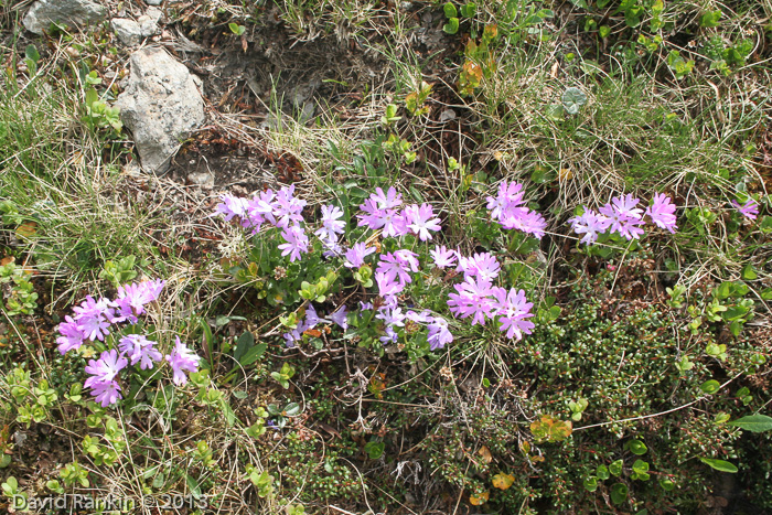 x floerkeana (P. glutinosa X P. minima)