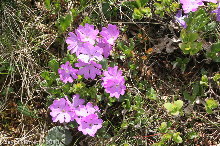 x floerkeana (P. glutinosa X P. minima)