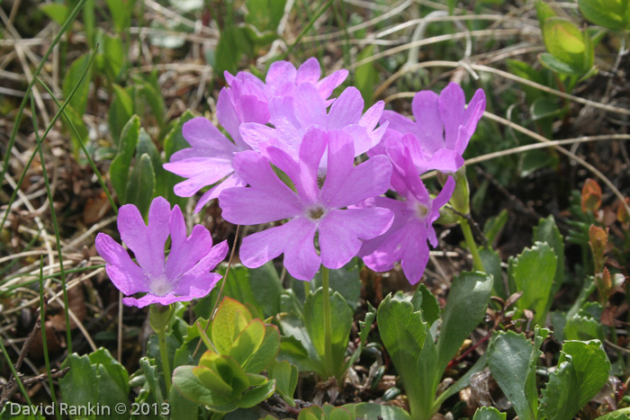 x floerkeana (P. glutinosa X P. minima)