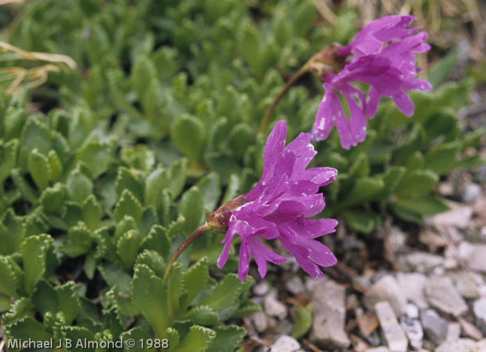 x floerkeana (P. glutinosa X P. minima)