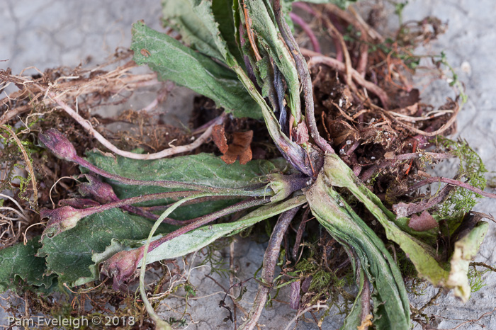 <i>Primula gracilipes </i>