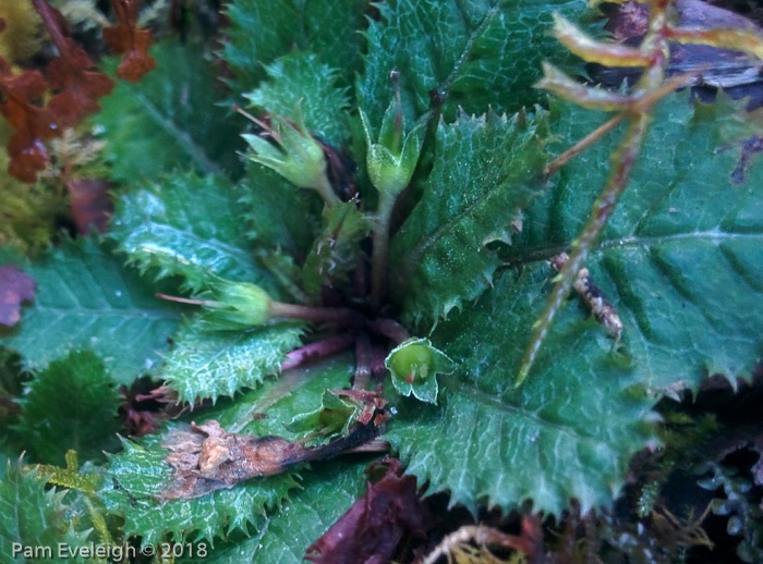 <i>Primula gracilipes </i>