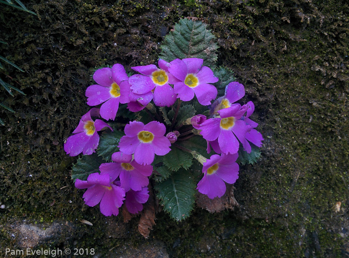 <i>Primula gracilipes </i>