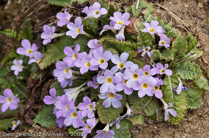 <i>Primula gracilipes </i>