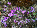 <i>Primula gracilipes </i>