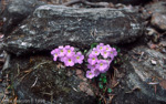 <i>Primula gracilipes </i>