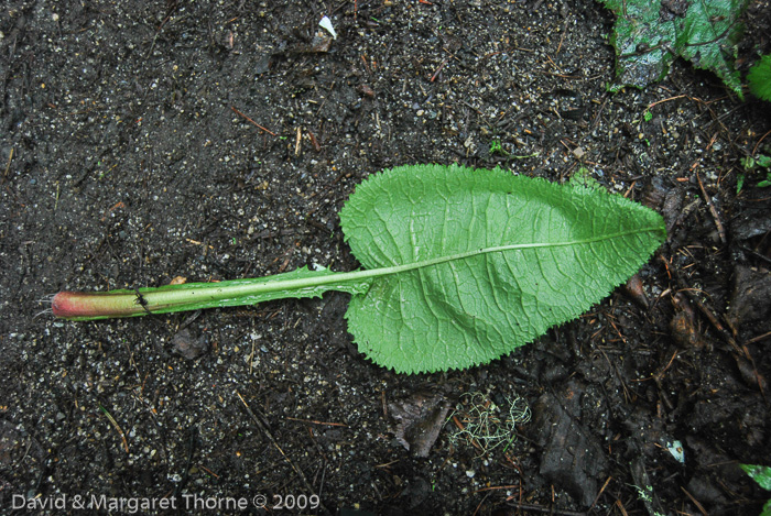 <i>Primula griffithii </i>