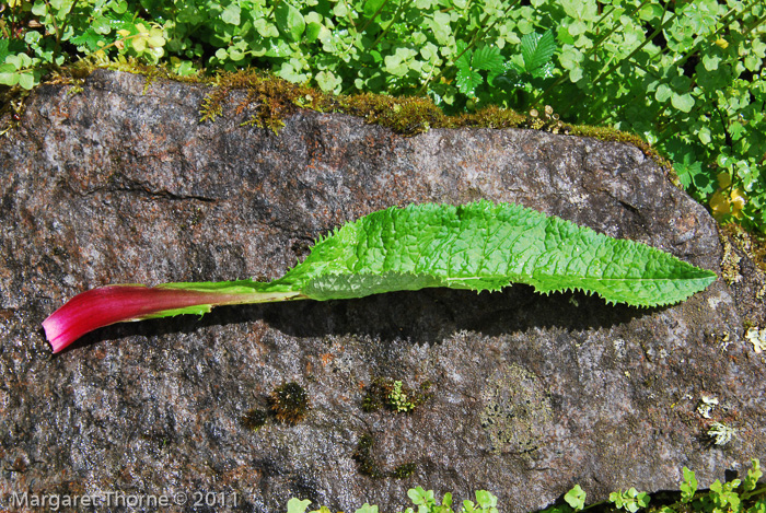 <i>Primula griffithii </i>