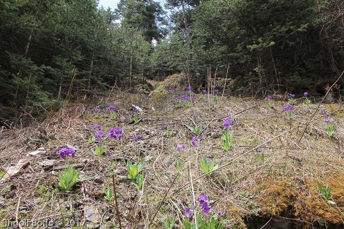 <i>Primula griffithii </i>