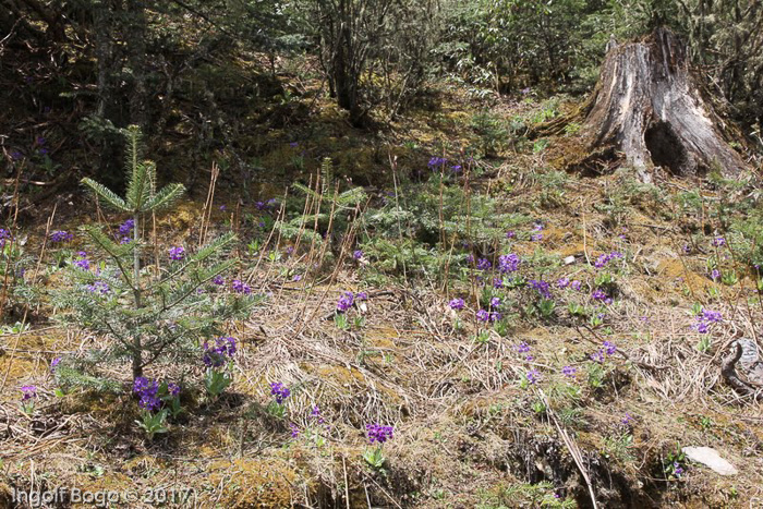 <i>Primula griffithii </i>