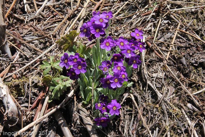 <i>Primula griffithii </i>