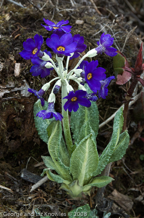 <i>Primula griffithii </i>