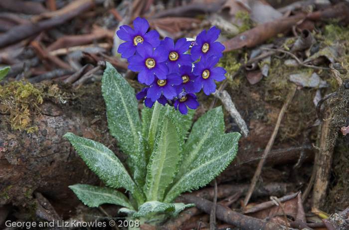 <i>Primula griffithii </i>