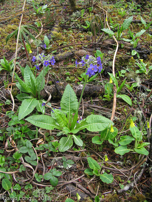 <i>Primula griffithii </i>