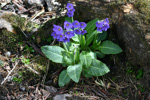 <i>Primula griffithii </i>