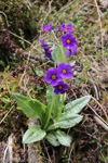 <i>Primula griffithii </i>